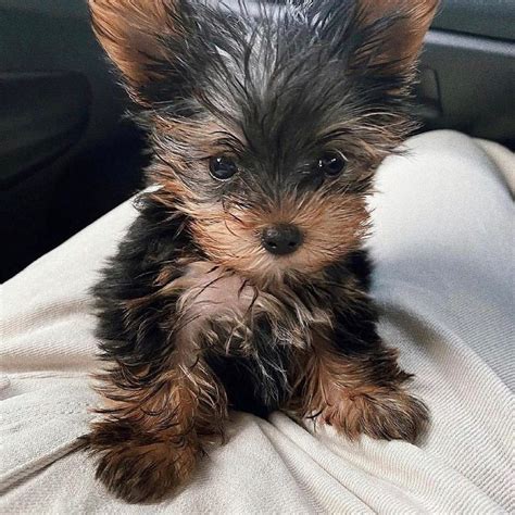 This journey began with a memorable road trip from North Carolina to <strong>Florida</strong>. . Yorkies for sale in florida